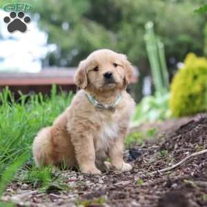 Nico, Golden Retriever Puppy