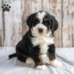 Nicole, Mini Bernedoodle Puppy