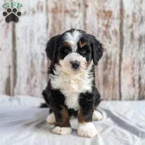 Nicole, Mini Bernedoodle Puppy