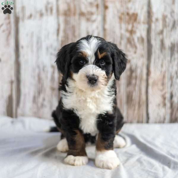 Nicole, Mini Bernedoodle Puppy