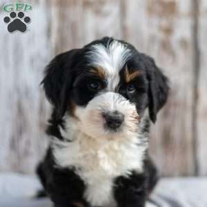 Nicole, Mini Bernedoodle Puppy