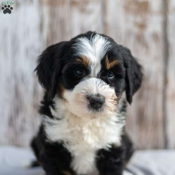 Nicole, Mini Bernedoodle Puppy