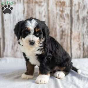 Nicole, Mini Bernedoodle Puppy