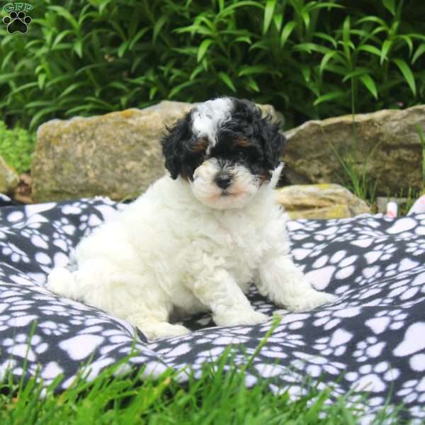 Nicole, Shih-Poo Puppy