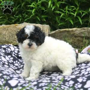 Nicole, Shih-Poo Puppy