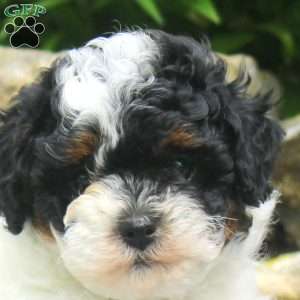 Nicole, Shih-Poo Puppy
