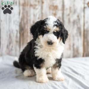 Nigel, Mini Bernedoodle Puppy