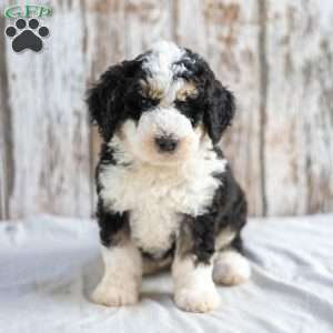 Nigel, Mini Bernedoodle Puppy