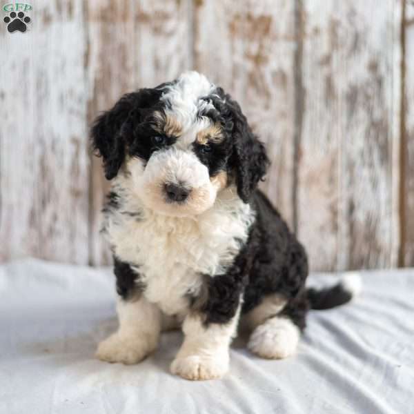 Nigel, Mini Bernedoodle Puppy