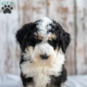 Nigel, Mini Bernedoodle Puppy