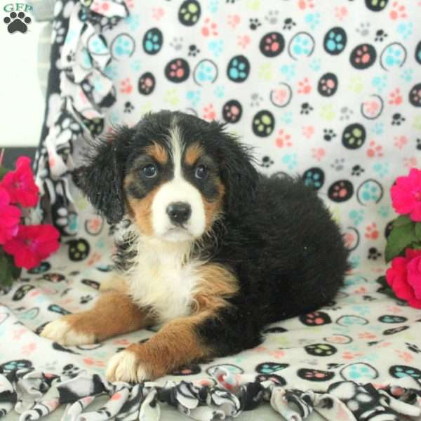 Nina, Miniature Bernese Mountain Dog Puppy