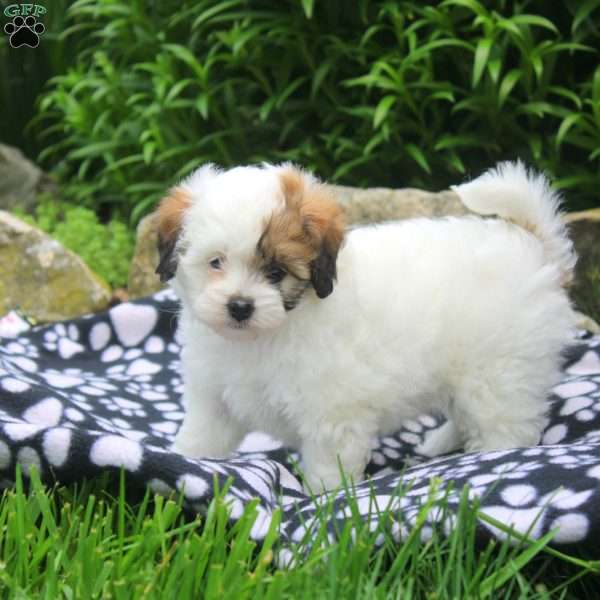 Nina, Shih-Poo Puppy