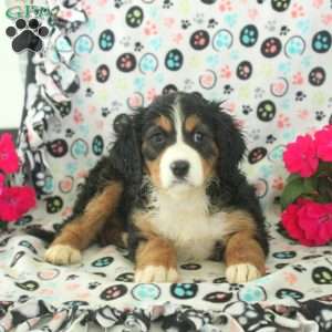 Nina, Miniature Bernese Mountain Dog Puppy