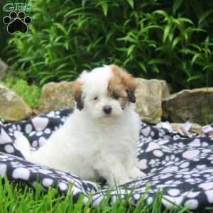 Nina, Shih-Poo Puppy