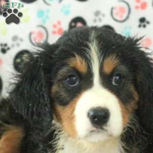 Nina, Miniature Bernese Mountain Dog Puppy