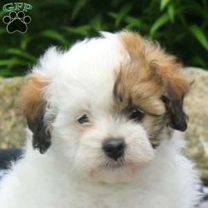 Nina, Shih-Poo Puppy