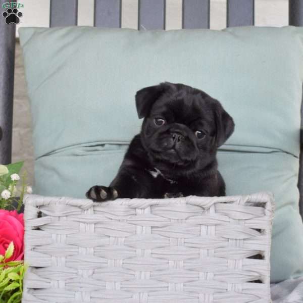 Nitro, Pug Puppy
