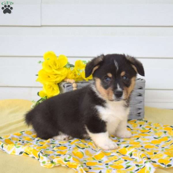 Nitro, Pembroke Welsh Corgi Puppy
