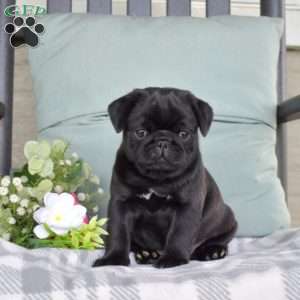 Nitro, Pug Puppy