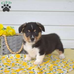Nitro, Pembroke Welsh Corgi Puppy
