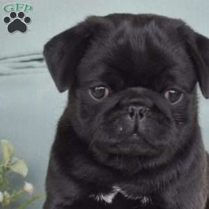 Nitro, Pug Puppy