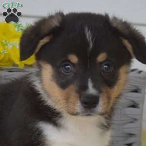 Nitro, Pembroke Welsh Corgi Puppy