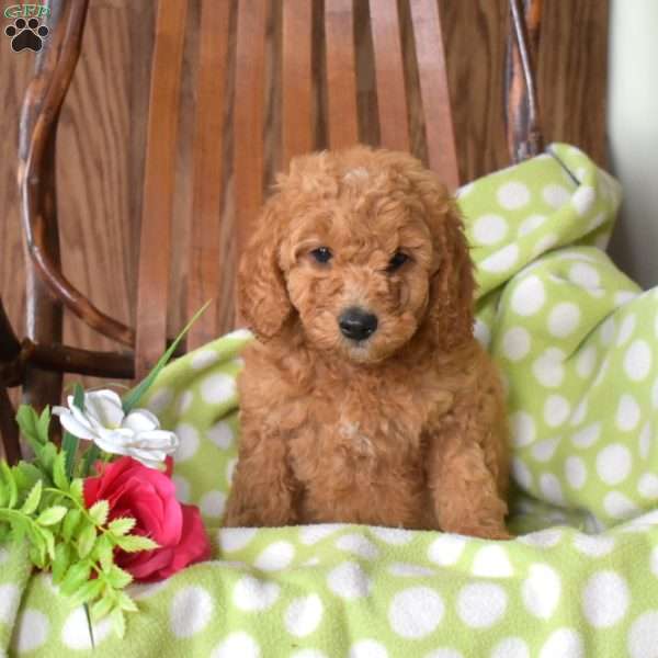Nixie, Mini Goldendoodle Puppy