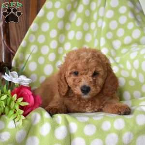 Nixie, Mini Goldendoodle Puppy