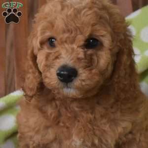 Nixie, Mini Goldendoodle Puppy
