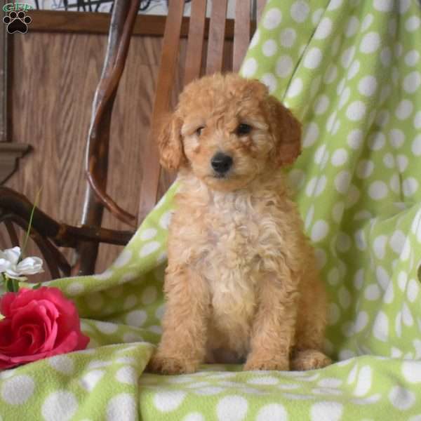 Noah, Mini Goldendoodle Puppy