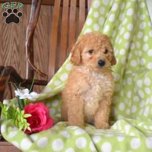 Noah, Mini Goldendoodle Puppy