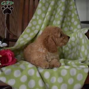 Noah, Mini Goldendoodle Puppy