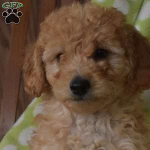 Noah, Mini Goldendoodle Puppy