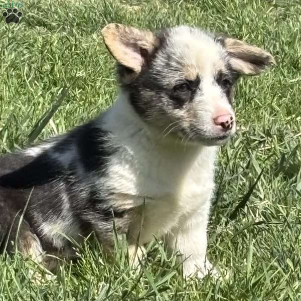 Nicole, Pembroke Welsh Corgi Puppy