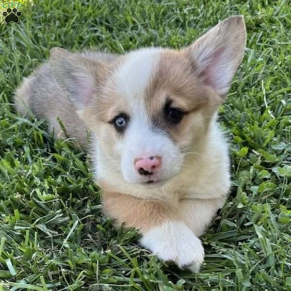 Noah, Pembroke Welsh Corgi Puppy