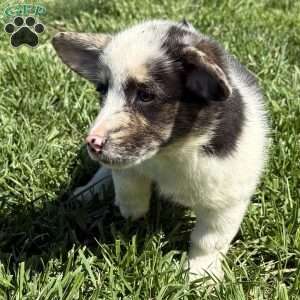 Nicole, Pembroke Welsh Corgi Puppy