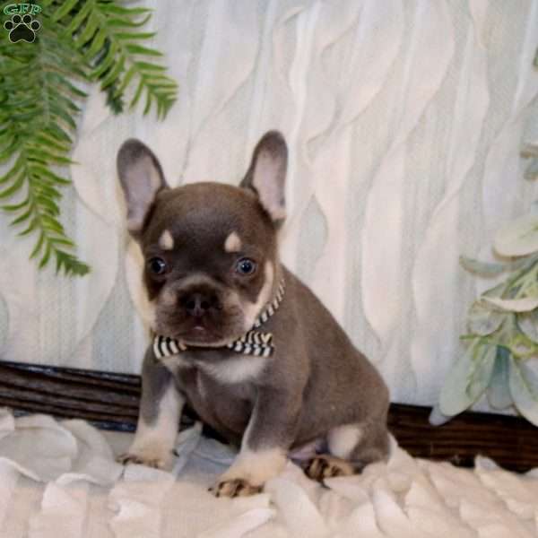 Noble King, French Bulldog Puppy