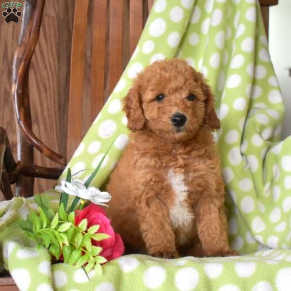 Noel, Mini Goldendoodle Puppy