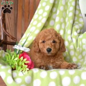 Noel, Mini Goldendoodle Puppy
