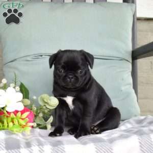 Noel, Pug Puppy