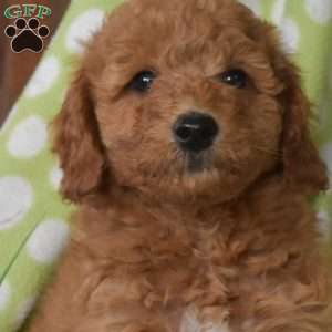 Noel, Mini Goldendoodle Puppy