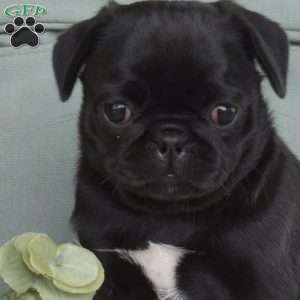 Noel, Pug Puppy