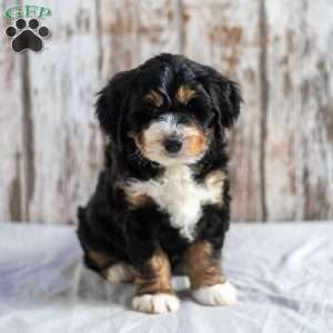 Nola, Mini Bernedoodle Puppy