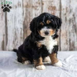 Nola, Mini Bernedoodle Puppy