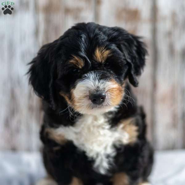 Nola, Mini Bernedoodle Puppy