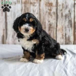 Nola, Mini Bernedoodle Puppy