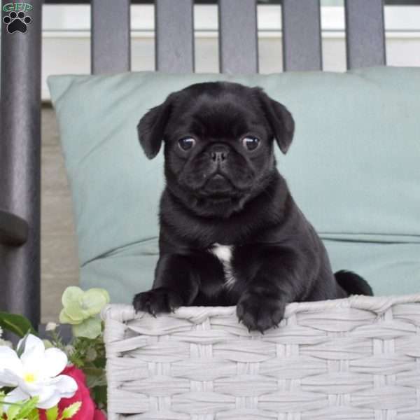 Noel, Pug Puppy