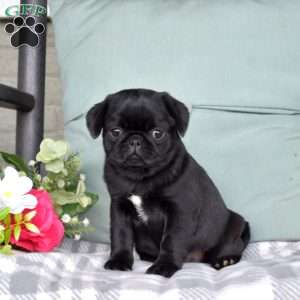 Nola, Pug Puppy