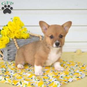 Nola, Pembroke Welsh Corgi Puppy