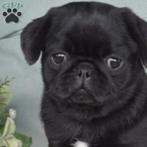 Nola, Pug Puppy